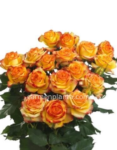 Rose arancio a steli BASE lunghezza 60 cm + confezione