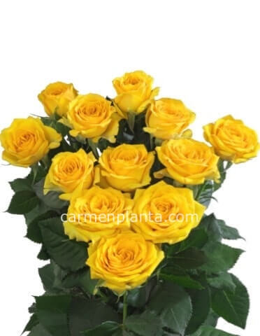Rose gialle a steli BASE lunghezza 60 cm + confezione