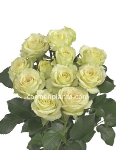 Rose bianche a steli BASE lunghezza 60 cm+ confezione