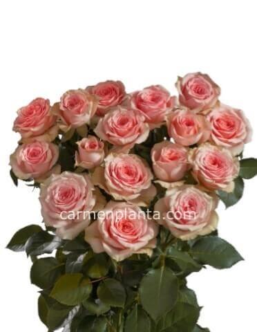 Rose rosa a steli BASE lunghezza 60cm+ confezione