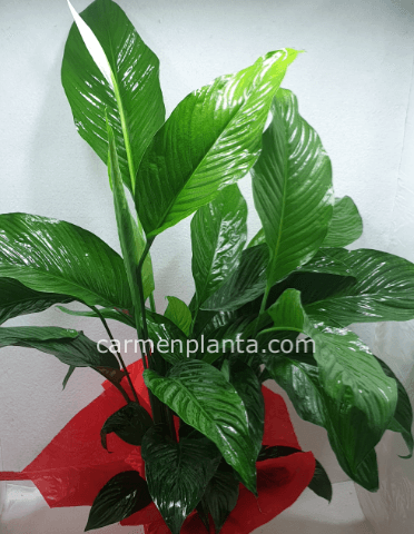 Pianta di Spathifillum