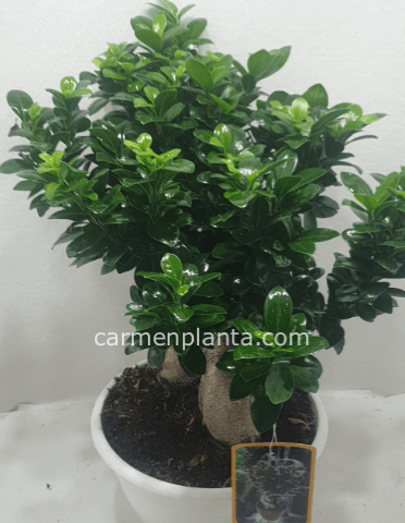 Pianta bonsai, varietà ficus BASE misura diametro vaso 20 cm