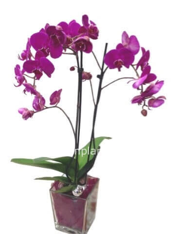 Pianta di phaleonopsis a 2 steli con coprivaso in ceramica